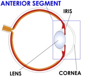 Slit Lamp/Gonioscopic Imaging | Department of Ophthalmology